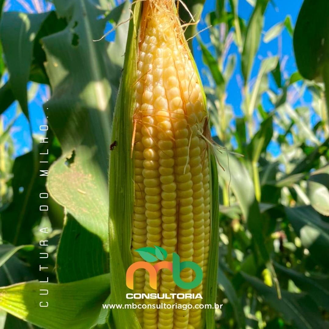 Milho